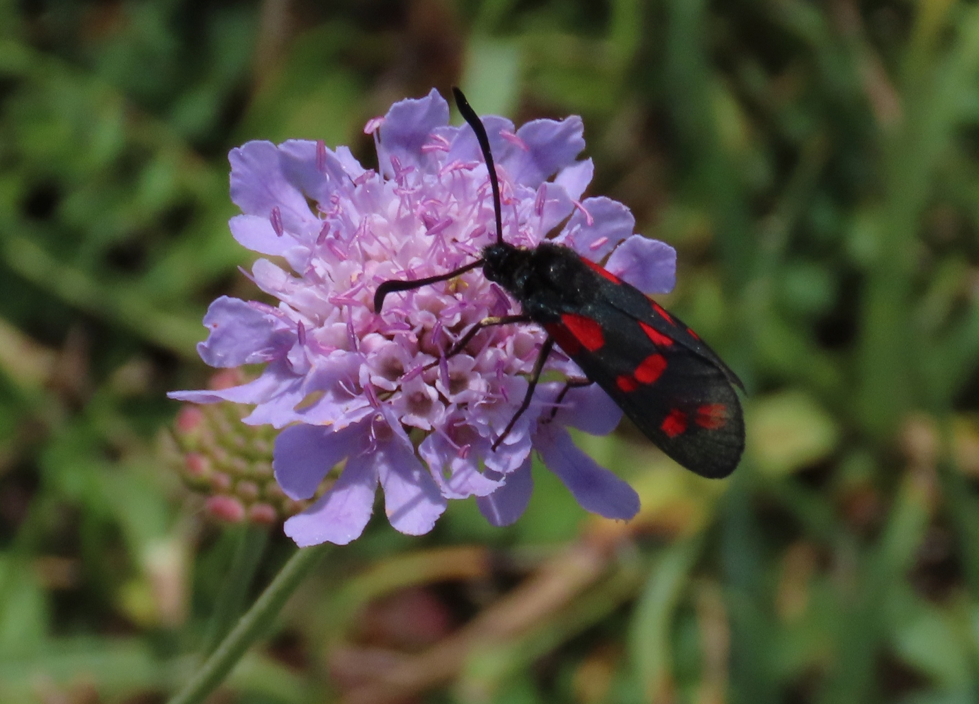 Six-spot-Burnet-on-Scabious-2